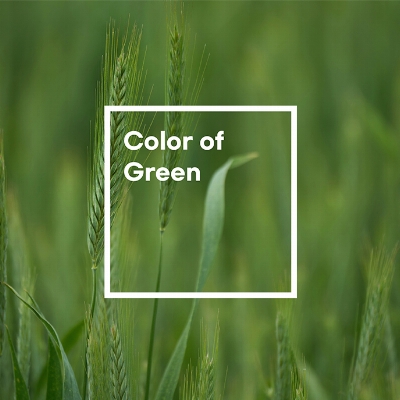 자연의 컬러, 그린 인테리어